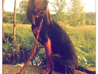 Foto 5 van een Chien Courant du Jura