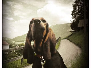 Foto 4 van een Chien Courant du Jura