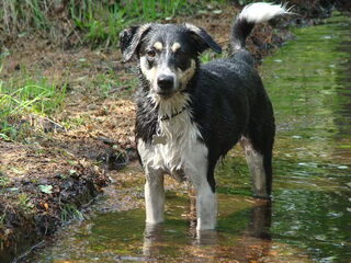 Foto 3 van een Entlebucher Sennenhond