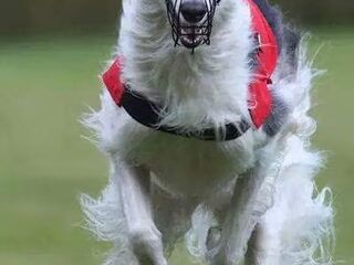 Foto 2 van een Barzoi