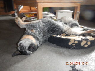 Foto 3 van een Australian Cattle Dog
