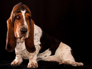 Foto 3 van een Basset Hound
