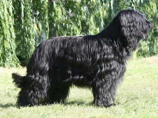 Foto 2 van een Briard