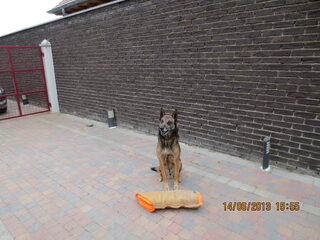 Foto 4 van een Belgische Herdershond, Mechelse