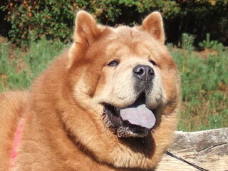 Foto 3 van een Chow chow