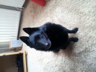 Foto 2 van een Schipperke