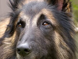 Foto 3 van een Tervuerense Herder