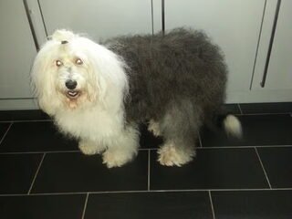 Foto 4 van een Old English Sheepdog