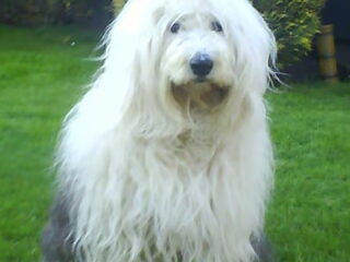 Foto 3 van een Old English Sheepdog