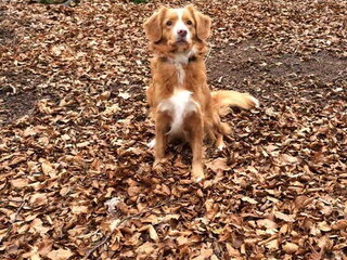 Foto 5 van een Nova Scotia Duck Tolling Retriever