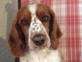 Foto 5 van een Welsh Springer Spaniel