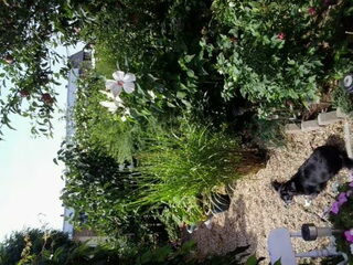Foto 2 van een Markiesje