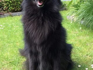 Foto 4 van een Groenendaeler