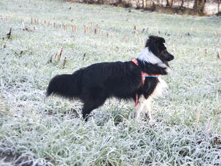Foto 3 van een Sheltie