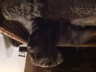 Foto 3 van een Mastino Napoletano