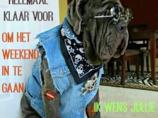 Foto 2 van een Mastino Napoletano