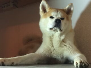 Foto 4 van een Japanse Akita
