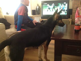 Foto 3 van een Mechelse Herder