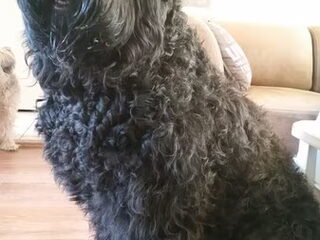 Foto 2 van een Zwarte Russische Terrier