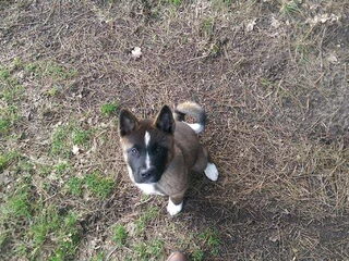 Foto 4 van een American Akita