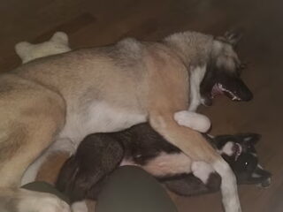 Foto 3 van een American Akita