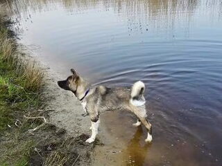 Foto 2 van een American Akita
