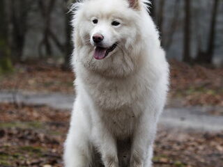 Foto 5 van een Finse Lappenhond