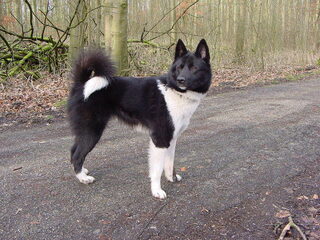 Foto 2 van een Laika, Russisch Europese