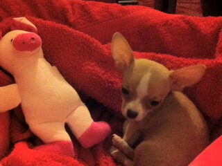 Foto 3 van een Chihuahua, korthaar