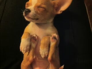 Foto 2 van een Chihuahua, korthaar