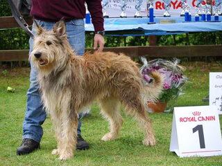 Foto 5 van een Picardische Herdershond