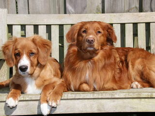 Foto 4 van een Nova Scotia Duck Tolling Retriever