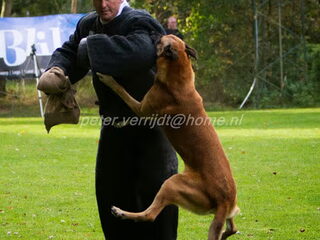 Foto 2 van een Mechelse Herder