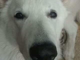 Foto 5 van een Zwitserse Witte Herdershond