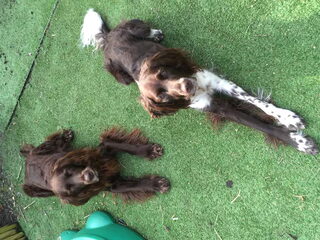 Foto 5 van een Duitse Staande Hond, Langhaar