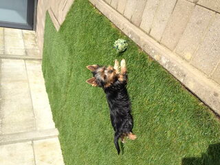 Foto 2 van een Silky Terrier