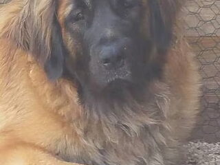 Foto 5 van een Leonberger