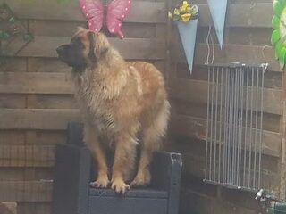 Foto 4 van een Leonberger