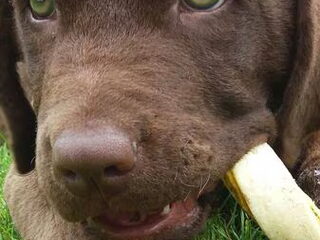 Foto 2 van een Chesapeake Bay Retriever