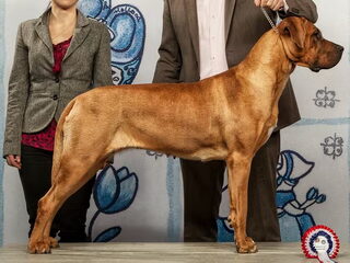 Foto 4 van een Tosa Inu