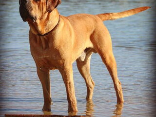 Foto 3 van een Tosa Inu