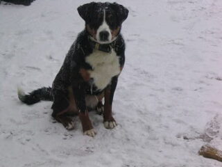 Foto 5 van een Appenzeller Sennenhond