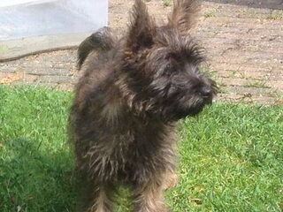 Foto 2 van een Cairn Terrier