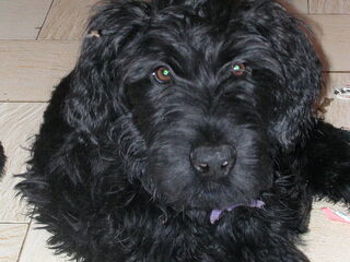 onze briardpups