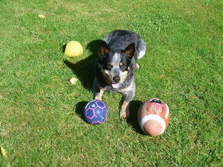 Foto 2 van een Australian Cattle Dog