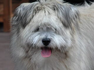 Foto 5 van een elo
