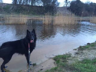 Foto 2 van een Belgische Herdershond, Groenendaeler