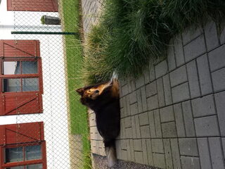 Foto 2 van een Sheltie