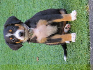 Foto 2 van een Entlebucher Sennenhond