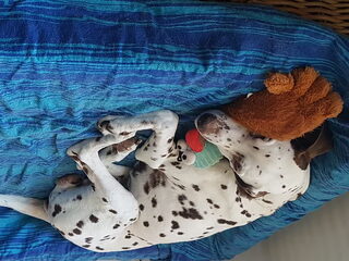 Foto 3 van een Dalmatische hond